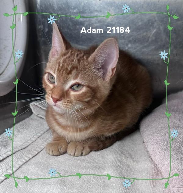 ADAM (see also ALICE & AVA), Adopted, Kitten Male Domestic Short Hair.