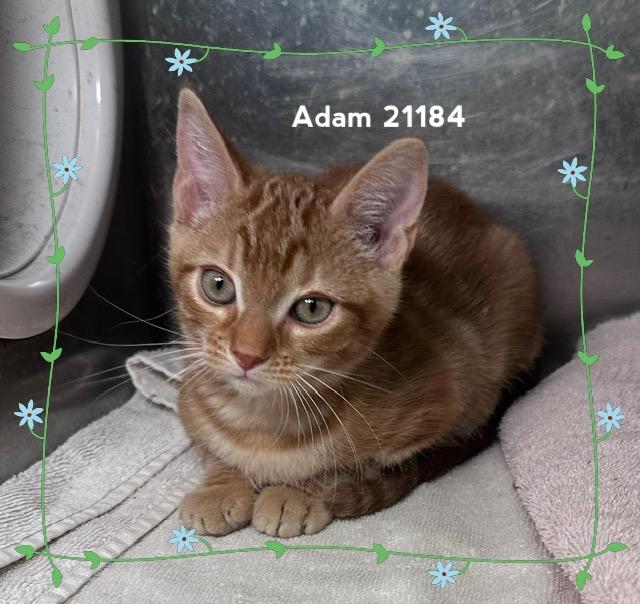 Enlarge ADAM (see also ALICE & AVA), a Adopted Domestic Short Hair in Marietta, GA image 3/4