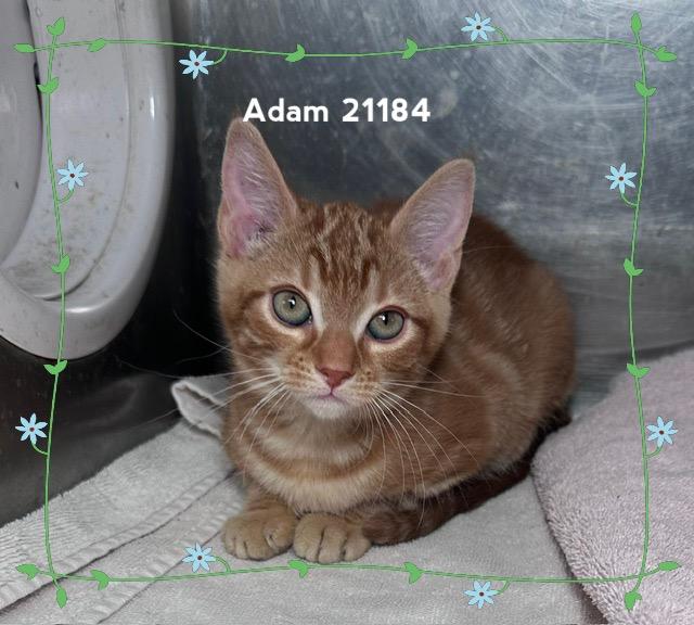 Enlarge ADAM (see also ALICE & AVA), a Adopted Domestic Short Hair in Marietta, GA image 4/4