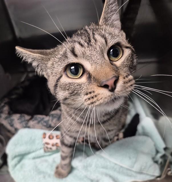 Enlarge MICKEY, a Adoptable Domestic Short Hair in Decatur, IL image 1/1