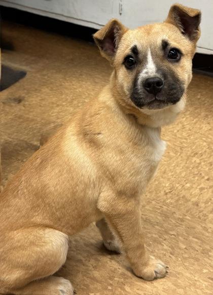 Bright, Adoptable, Puppy Female Shepherd & Mixed Breed.