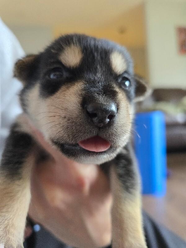 Indigo, Adoptable, Adult Female Mixed Breed.