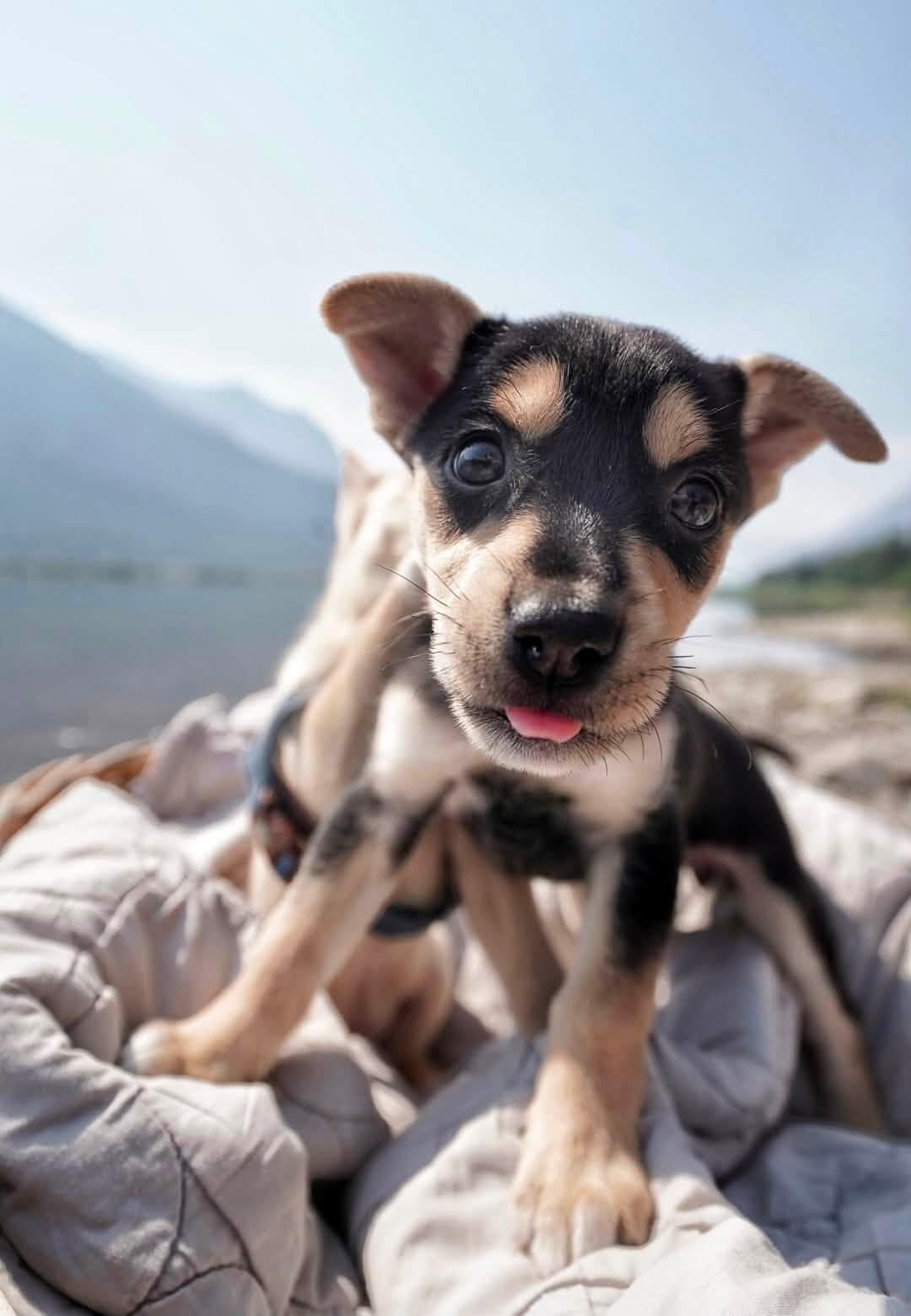 Enlarge Indigo, a Adoptable Mixed Breed in Exshaw, AB image 2/3