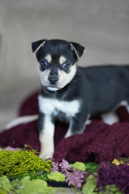 Enlarge Indigo, a Adoptable Mixed Breed in Exshaw, AB image 3/3