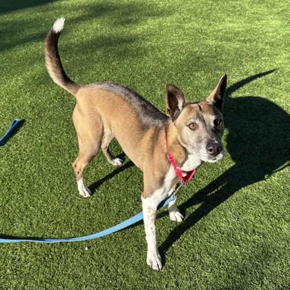 Enlarge Calypso, a Adoptable mixed breed in San Francisco, CA image 1/3