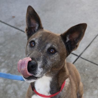 Enlarge Calypso, a Adoptable mixed breed in San Francisco, CA image 2/3