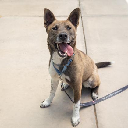 Enlarge Calypso, a Adoptable mixed breed in San Francisco, CA image 3/3