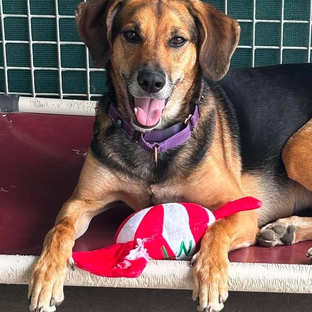Dixie, a ADOPTABLE Hound in Tioga, PA image 6/6