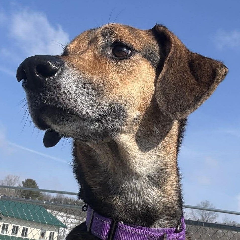 Enlarge Dixie, a ADOPTABLE Hound in Tioga, PA image 1/4