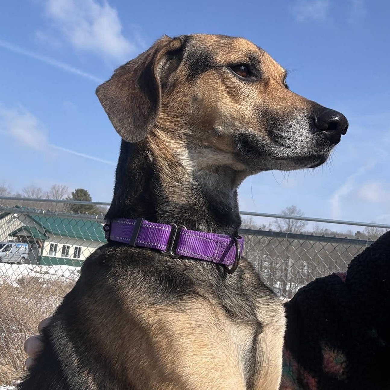 Enlarge Dixie, a ADOPTABLE Hound in Tioga, PA image 2/4
