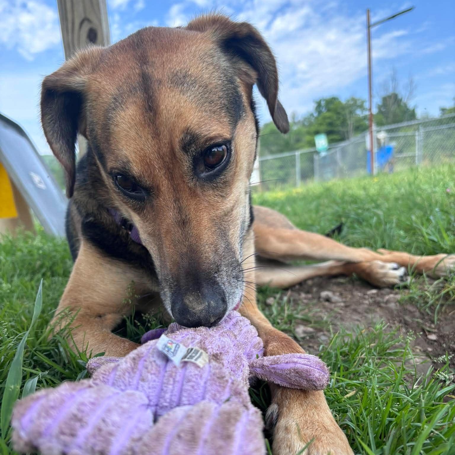 Dixie, a ADOPTABLE Hound in Tioga, PA image 3/6