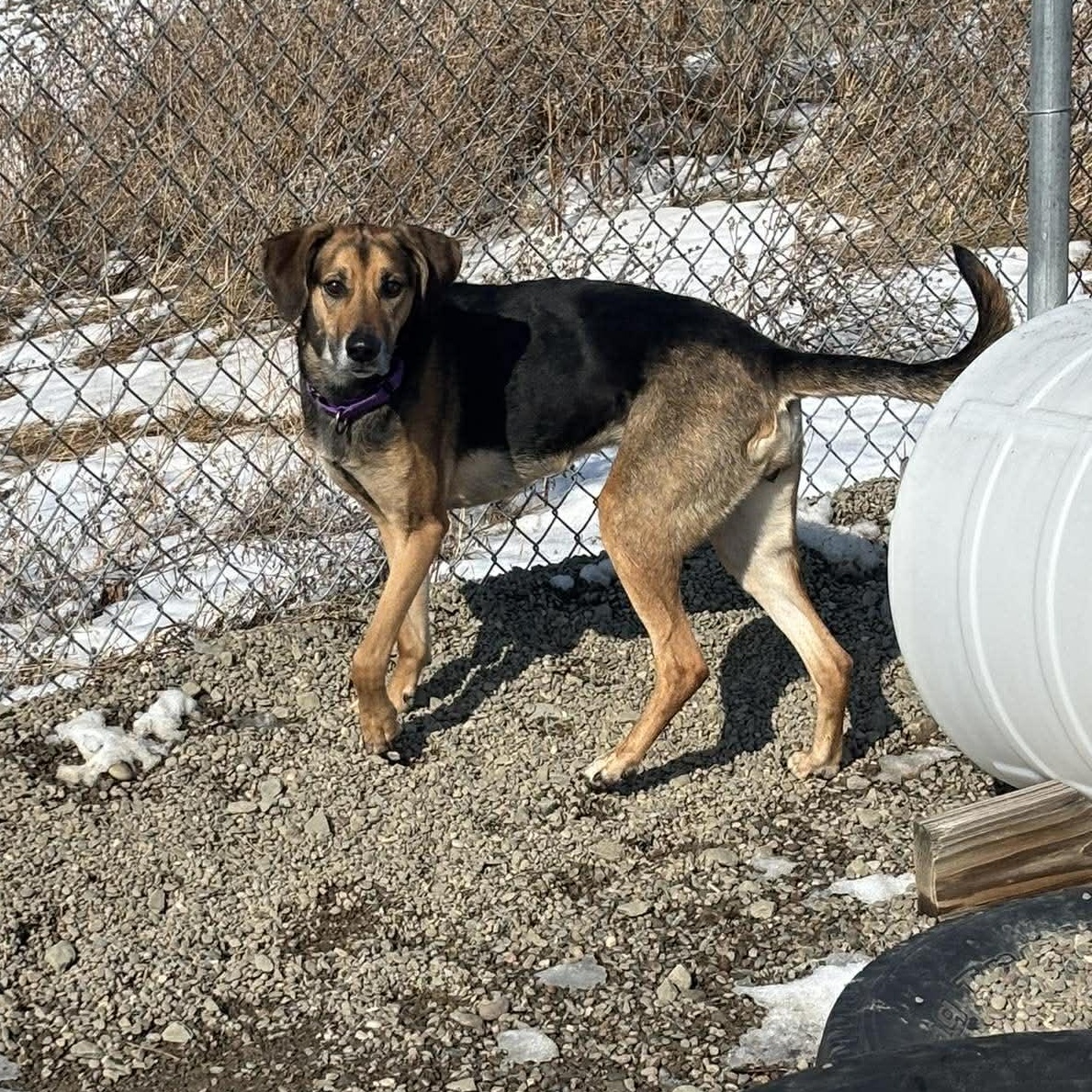 Enlarge Dixie, a ADOPTABLE Hound in Tioga, PA image 3/4
