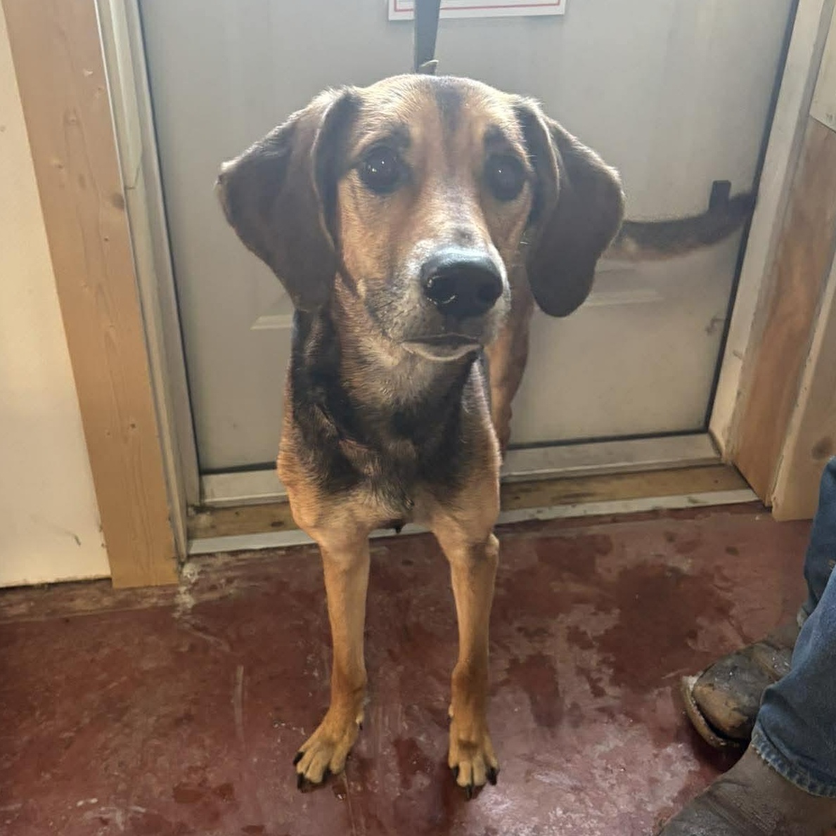 Enlarge Dixie, a ADOPTABLE Hound in Tioga, PA image 4/4