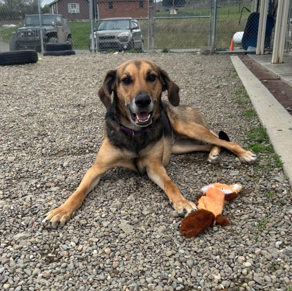 Dixie, a ADOPTABLE Hound in Tioga, PA image 5/6
