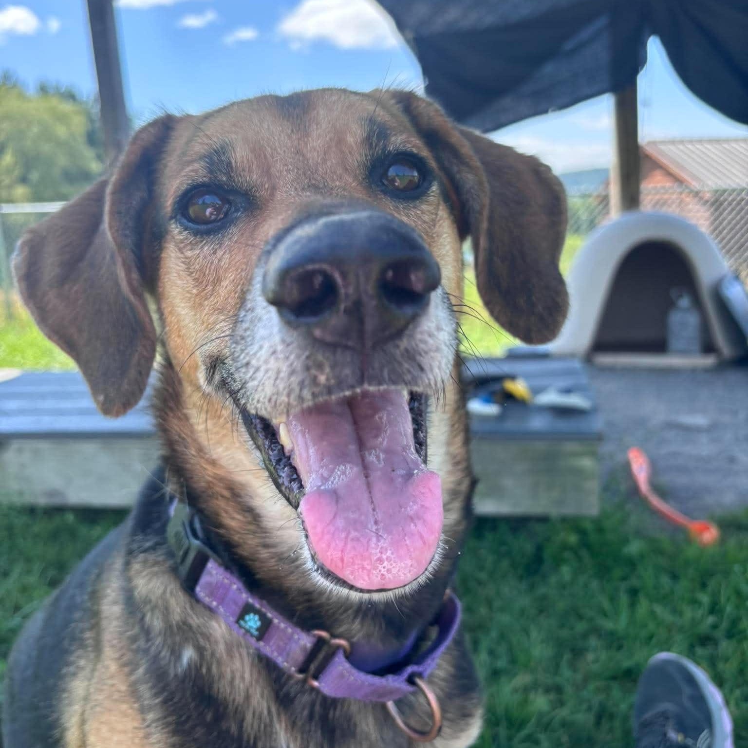 Dixie, a ADOPTABLE Hound in Tioga, PA image 2/6