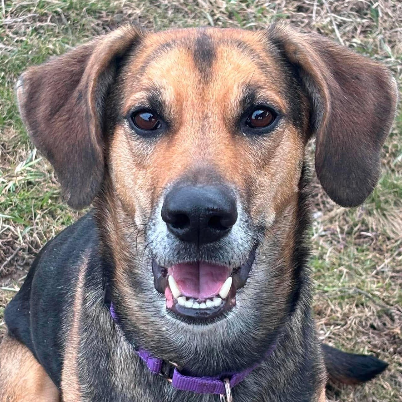 Enlarge Dixie, a ADOPTABLE Hound in Tioga, PA image 1/5