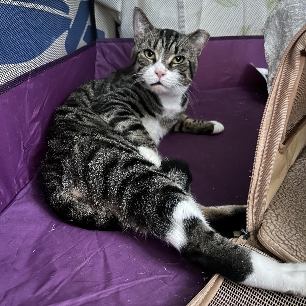 Shrike, Adoptable, Adult Male Domestic Short Hair.
