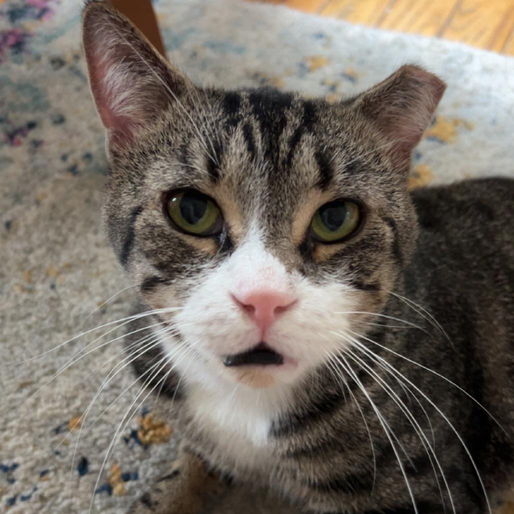 Enlarge Shrike, a Adoptable Domestic Short Hair in Middle Village, NY image 2/5
