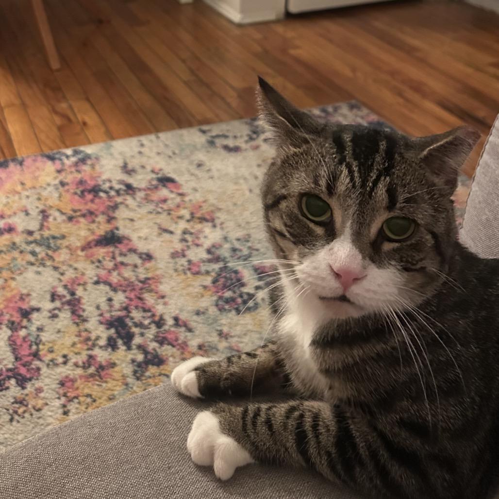 Enlarge Shrike, a Adoptable Domestic Short Hair in Middle Village, NY image 3/5