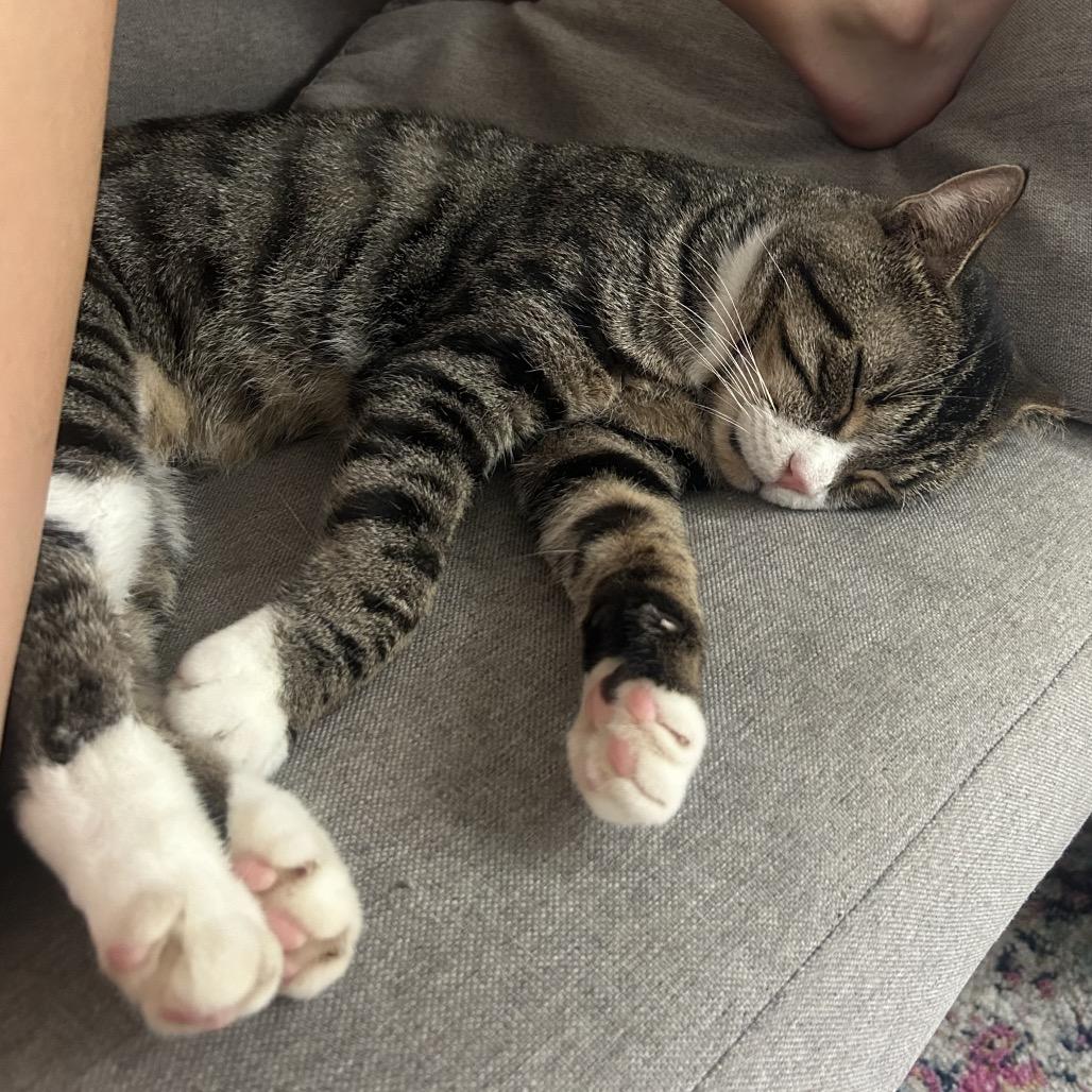 Enlarge Shrike, a Adoptable Domestic Short Hair in Middle Village, NY image 5/5