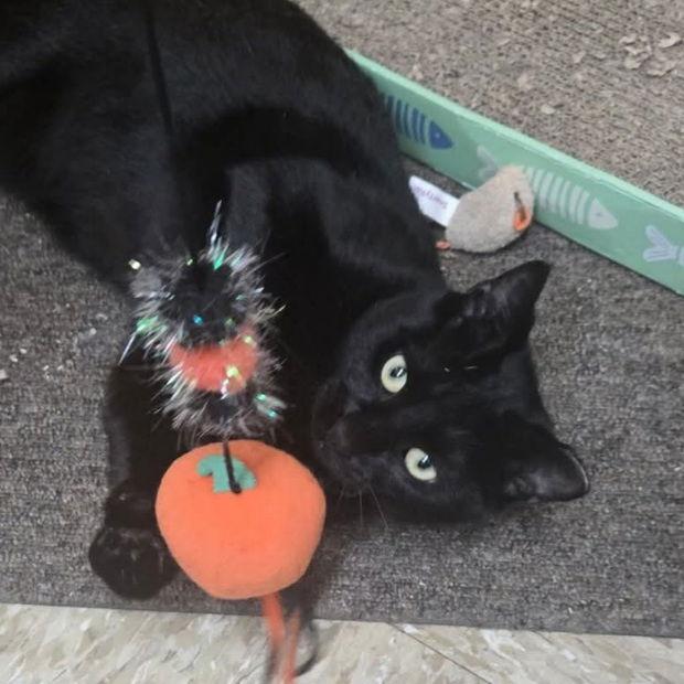 Macchi, Adoptable, Young Male Domestic Short Hair.