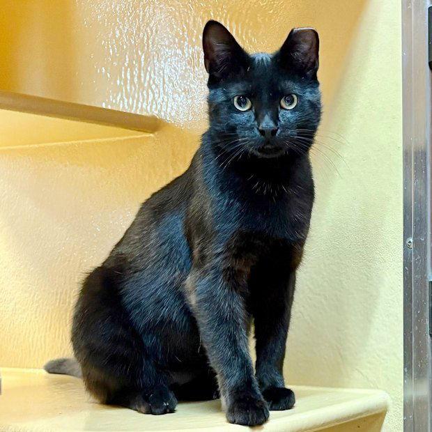 Macchi, a Adoptable Domestic Short Hair in Fishkill, NY image 2/3