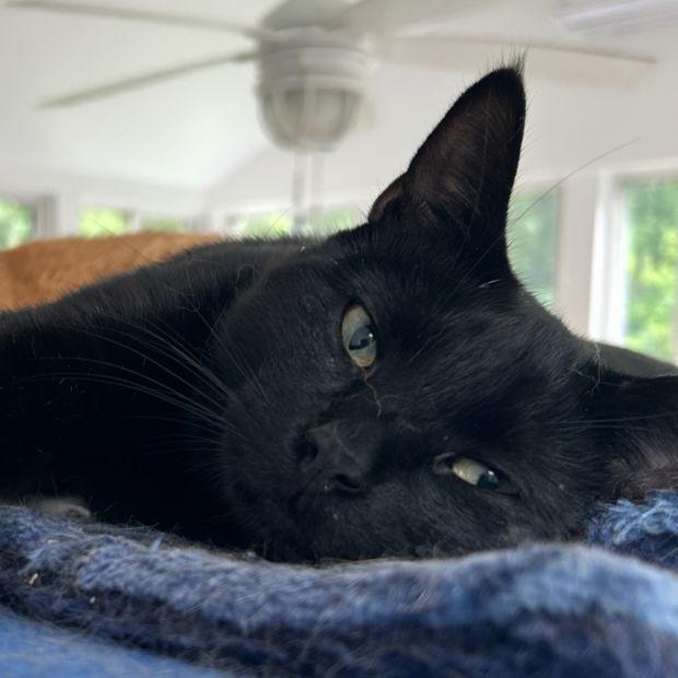 Macchi, a Adoptable Domestic Short Hair in Fishkill, NY image 3/3