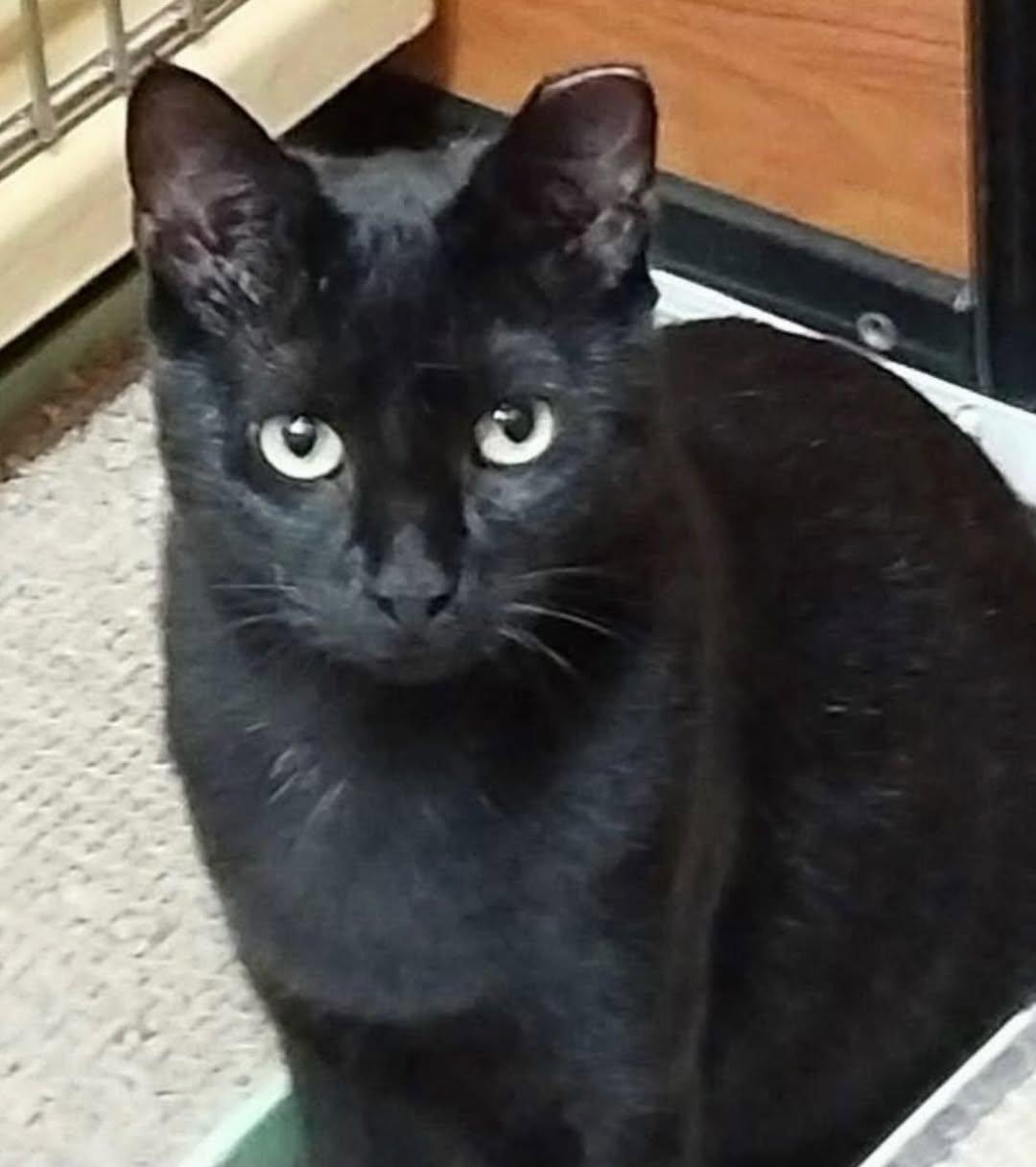 Enlarge Macchi, a Adoptable Domestic Short Hair in Fishkill, NY image 3/3