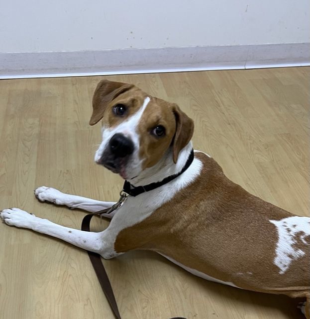 DIXIE HOUNDIE, an adoptable American Foxhound Mix in Palm City, FL_image-1
