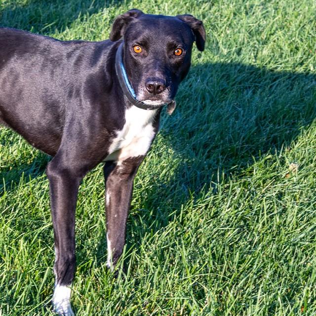MOOSE, Adoptable, Adult Male Labrador Retriever & Mixed Breed.