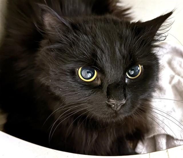 NIKA, Adoptable, Young Female Domestic Long Hair.