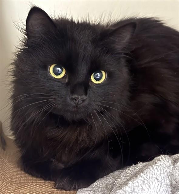 NIKA, Adoptable, Young Female Domestic Long Hair.
