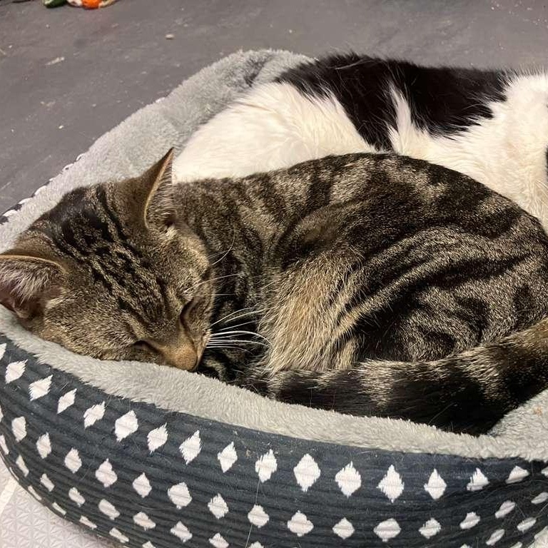 Enlarge Weebles, a Adoptable Domestic Short Hair in Astoria, NY image 6/6