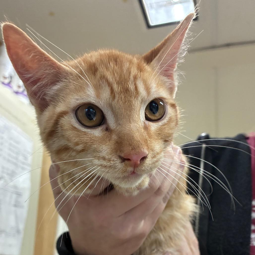 Spice, Adoptable, Kitten Male Domestic Short Hair.