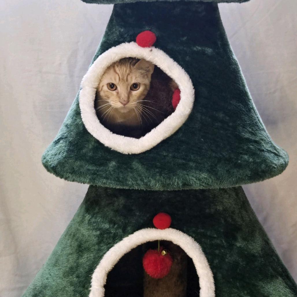 Spice, a Adoptable Domestic Short Hair in Hattiesburg, MS image 2/2