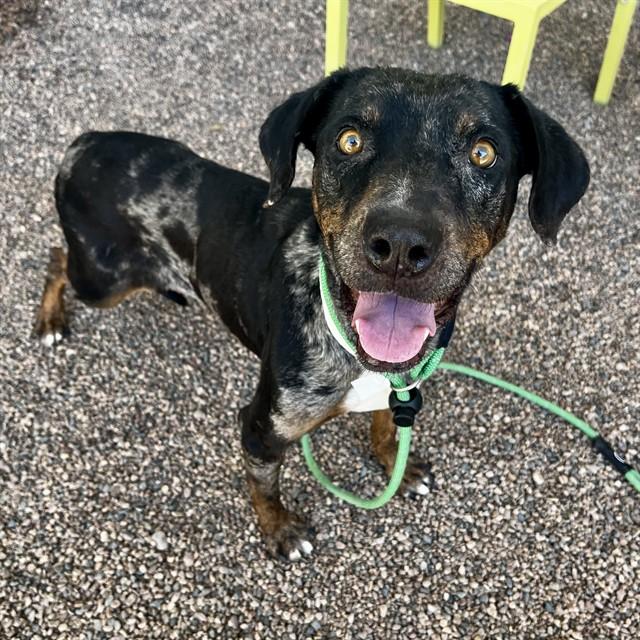 ELLA MAI, Adoptable, Adult Female Catahoula Leopard Dog.
