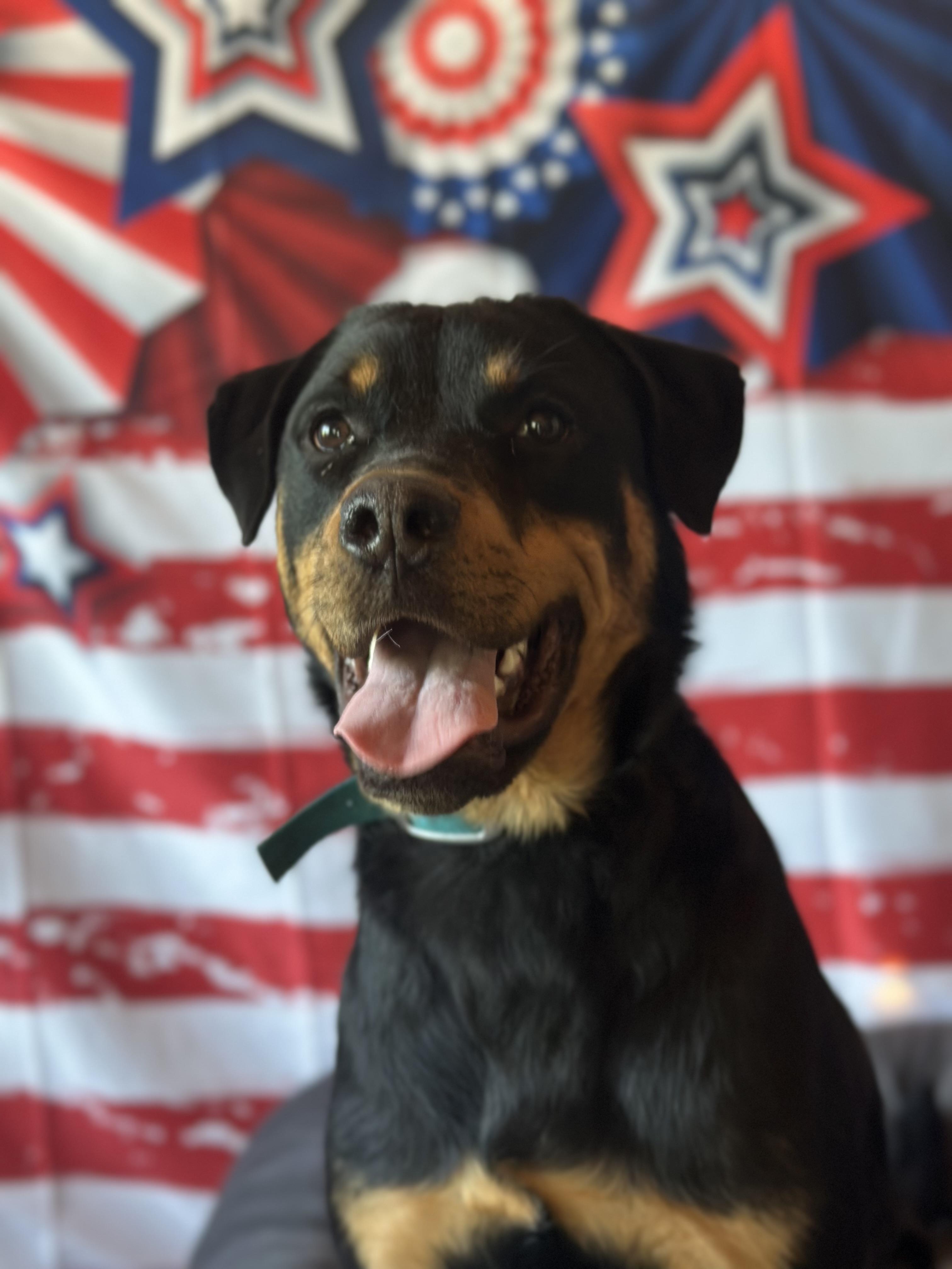 Rush, an adoptable Rottweiler in ONeill, NE, 68763 | Photo Image 1