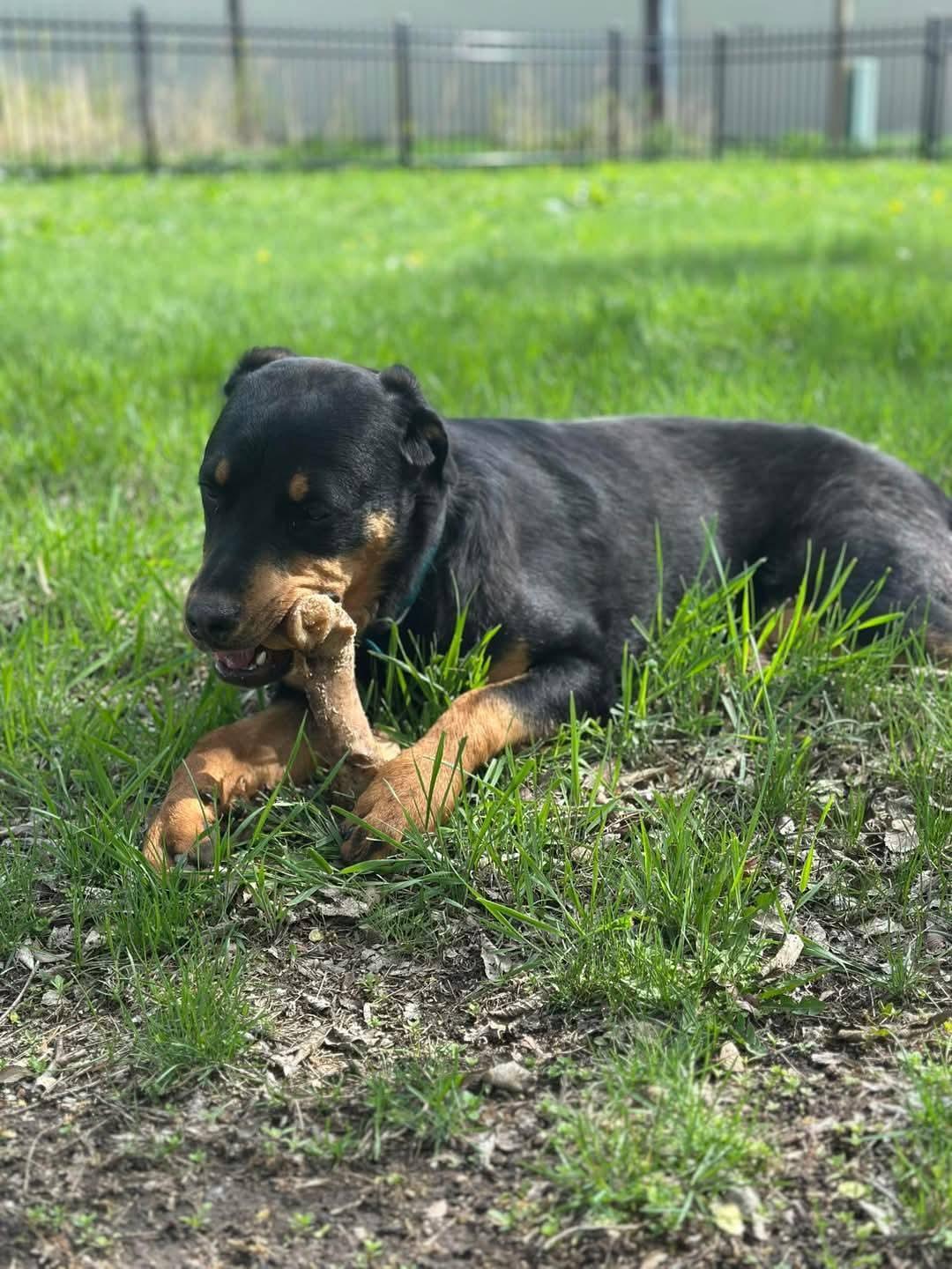 Rush, an adoptable Rottweiler in ONeill, NE, 68763 | Photo Image 5