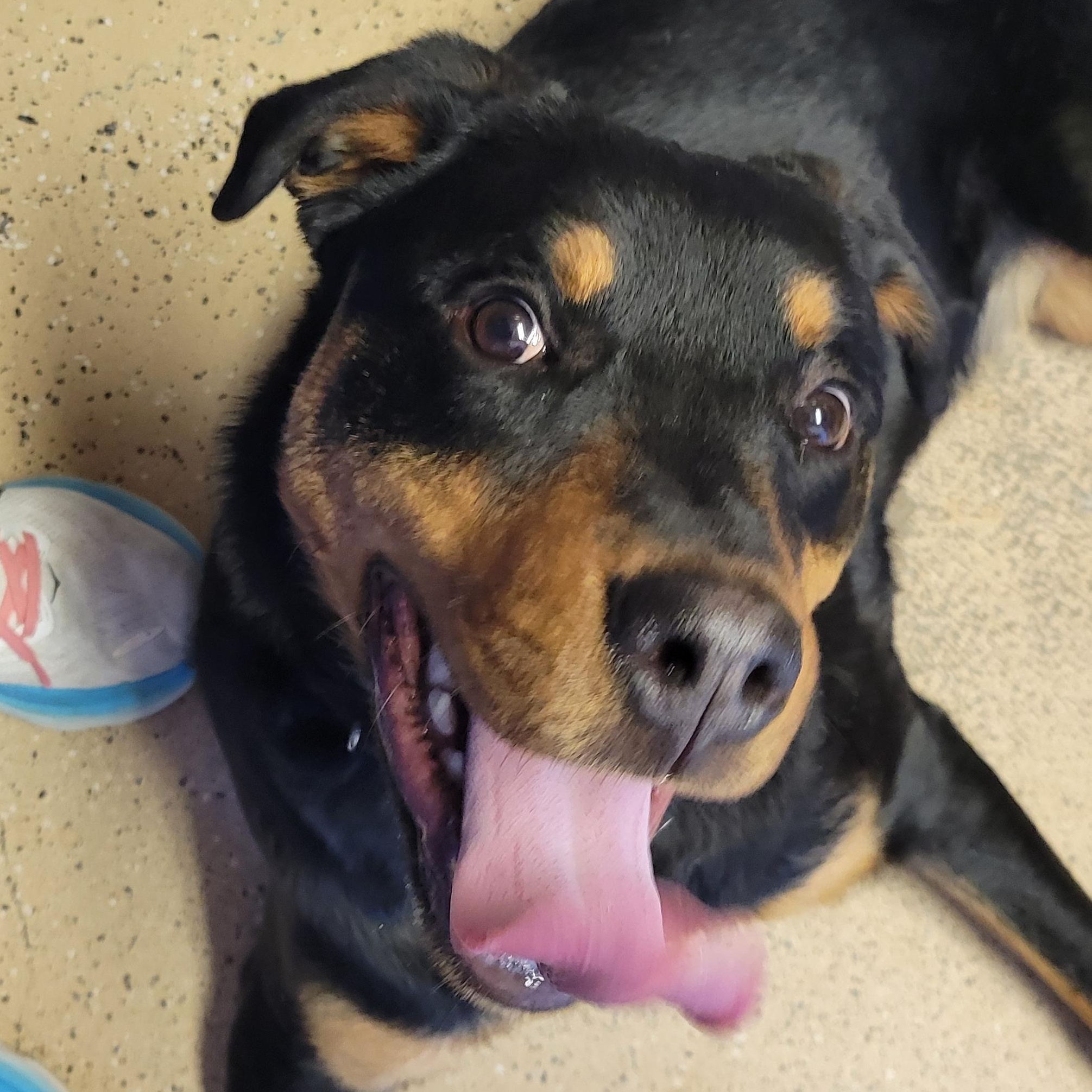 Rush, an adoptable Rottweiler in ONeill, NE, 68763 | Photo Image 4