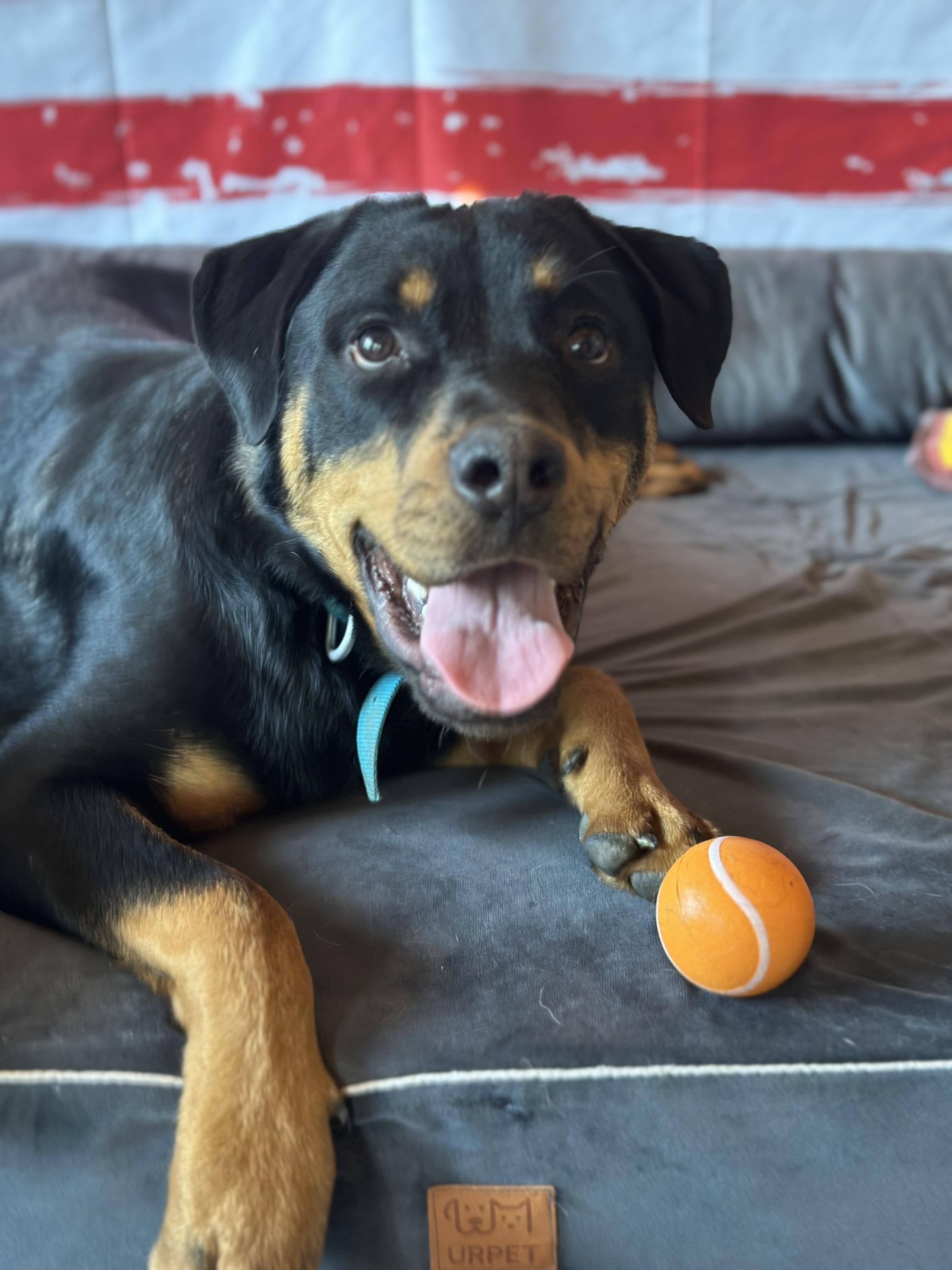 Rush, an adoptable Rottweiler in ONeill, NE, 68763 | Photo Image 3