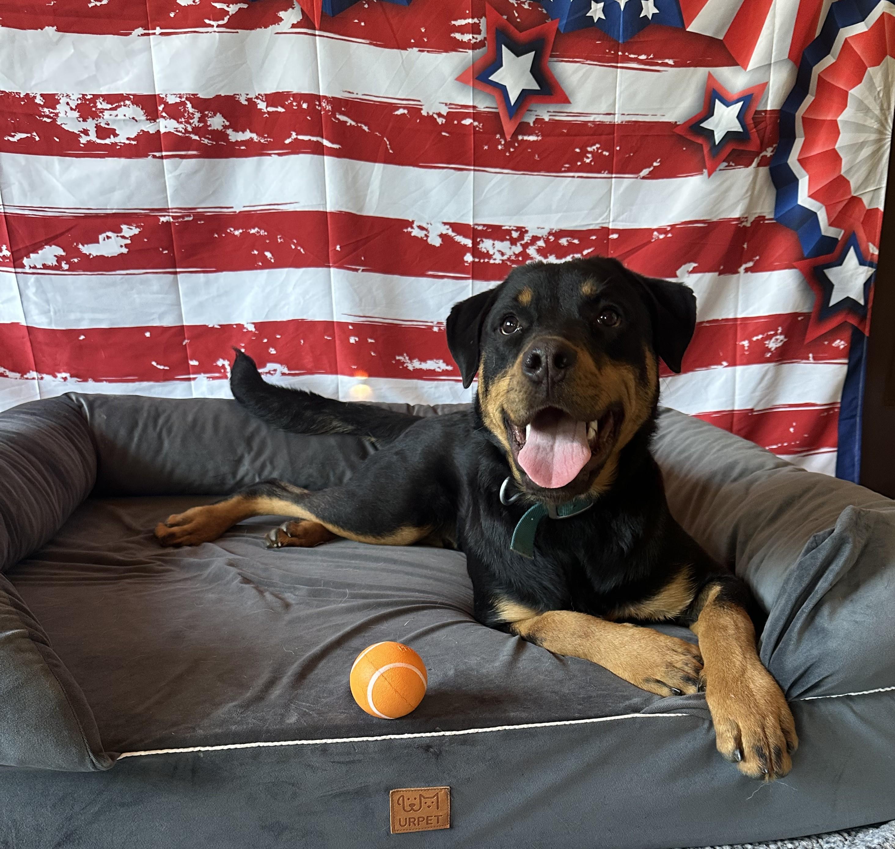 Rush, an adoptable Rottweiler in ONeill, NE, 68763 | Photo Image 2