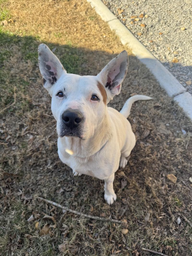 Rocco, Adoptable, Adult Male Mixed Breed.