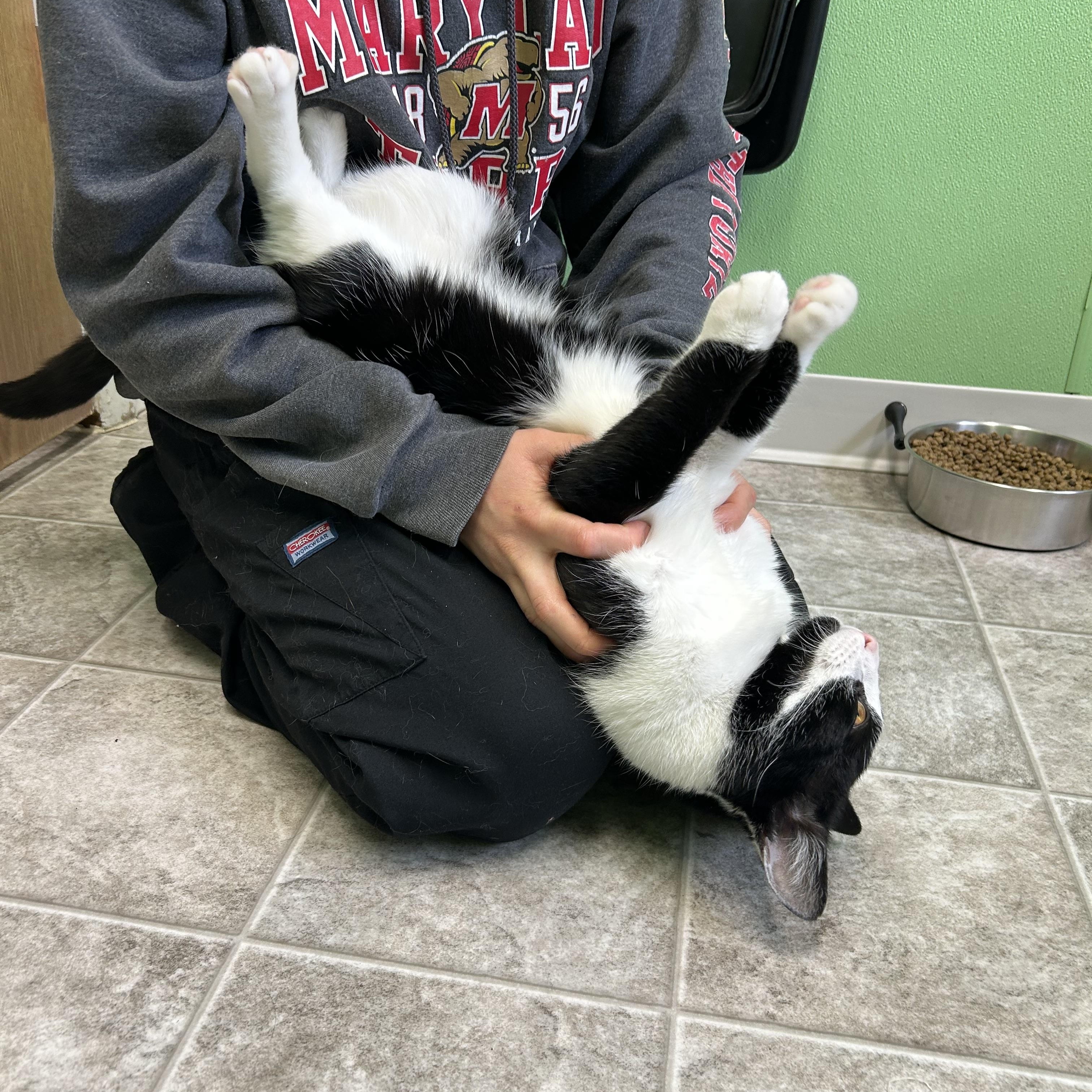 Enlarge Prince, a Adoptable mixed breed in Greenbelt, MD image 4/6