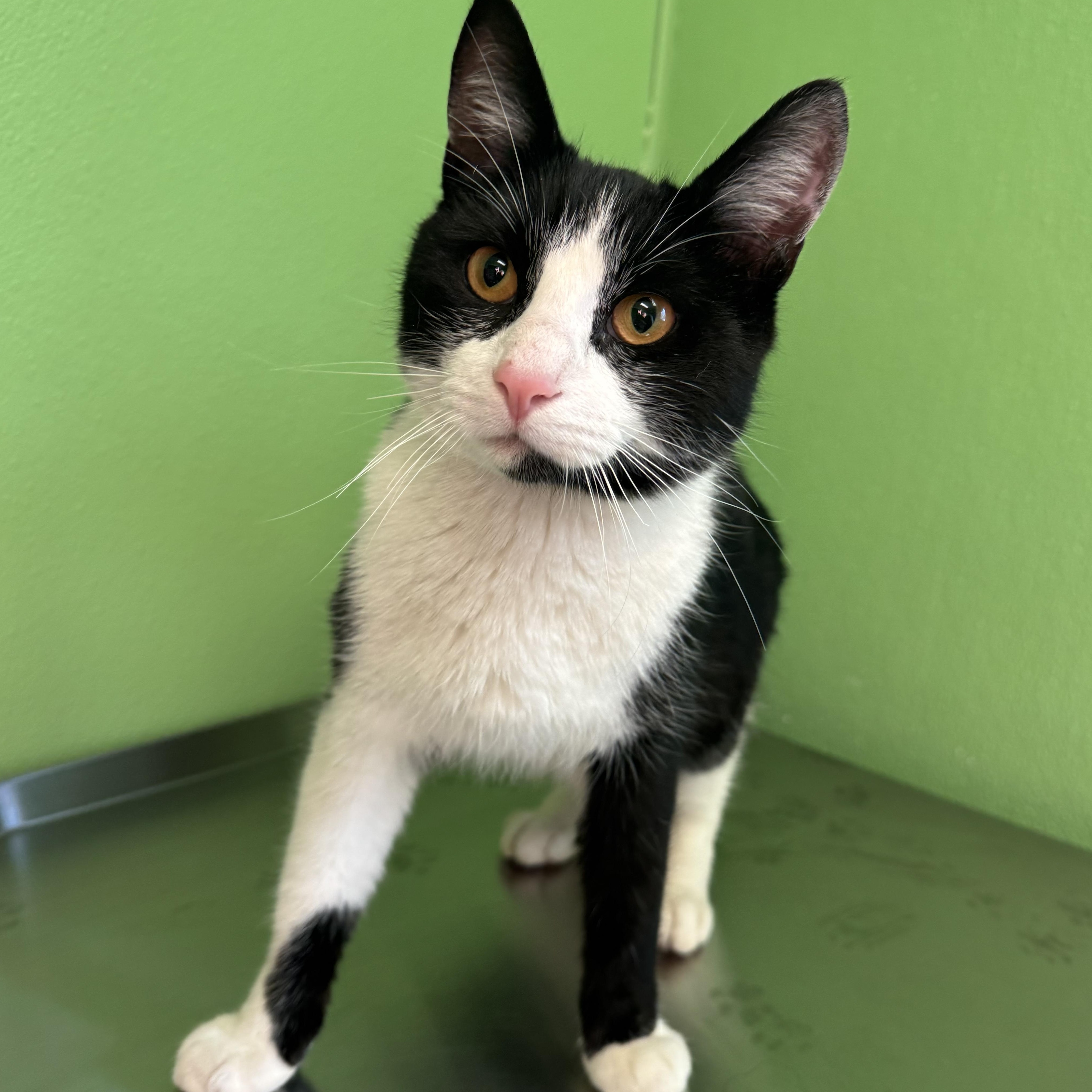 Prince, a Adoptable mixed breed in Greenbelt, MD image 4/5