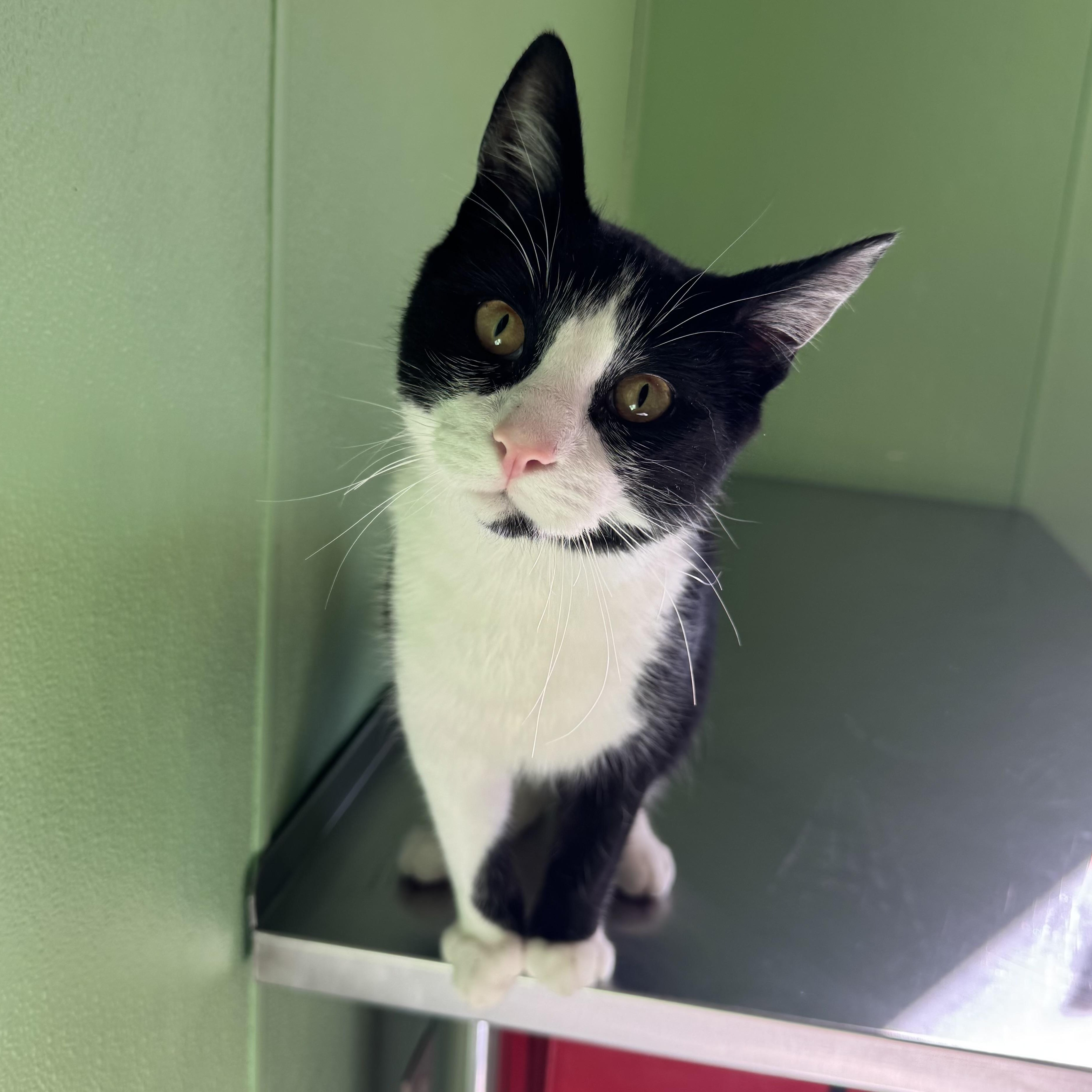 Prince, a Adoptable mixed breed in Greenbelt, MD image 2/5