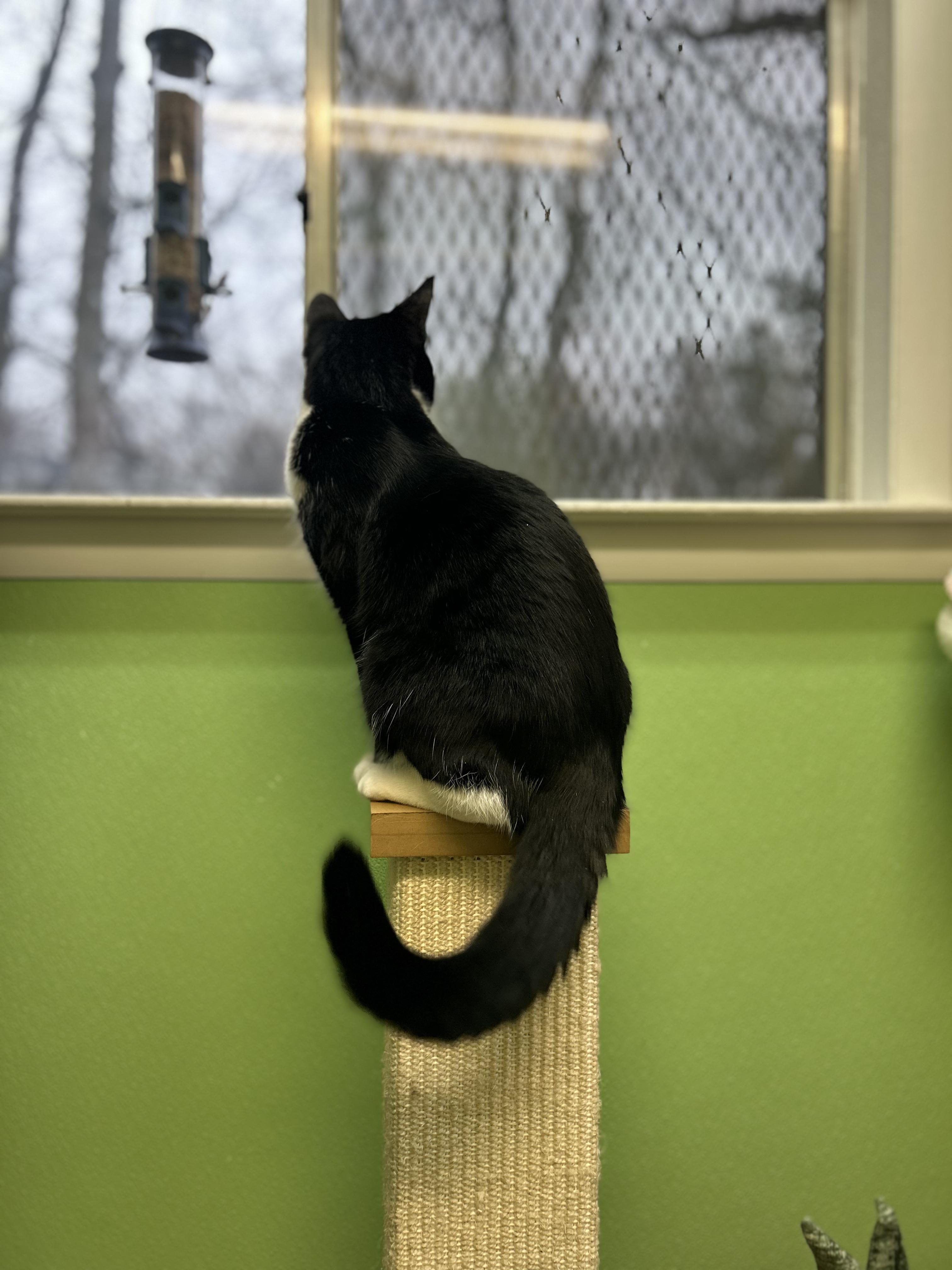 Enlarge Prince, a Adoptable mixed breed in Greenbelt, MD image 5/6