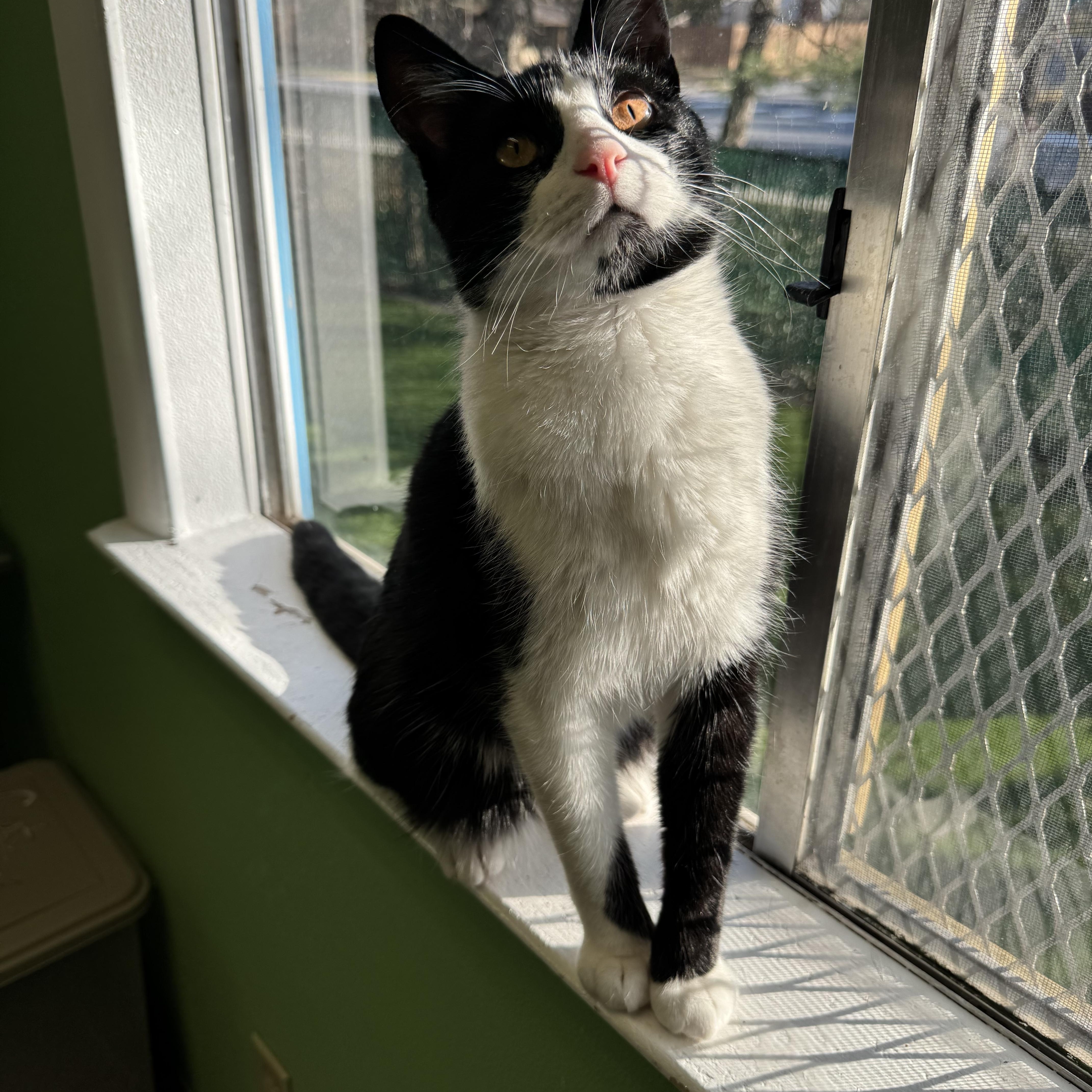 Prince, a Adoptable mixed breed in Greenbelt, MD image 1/5