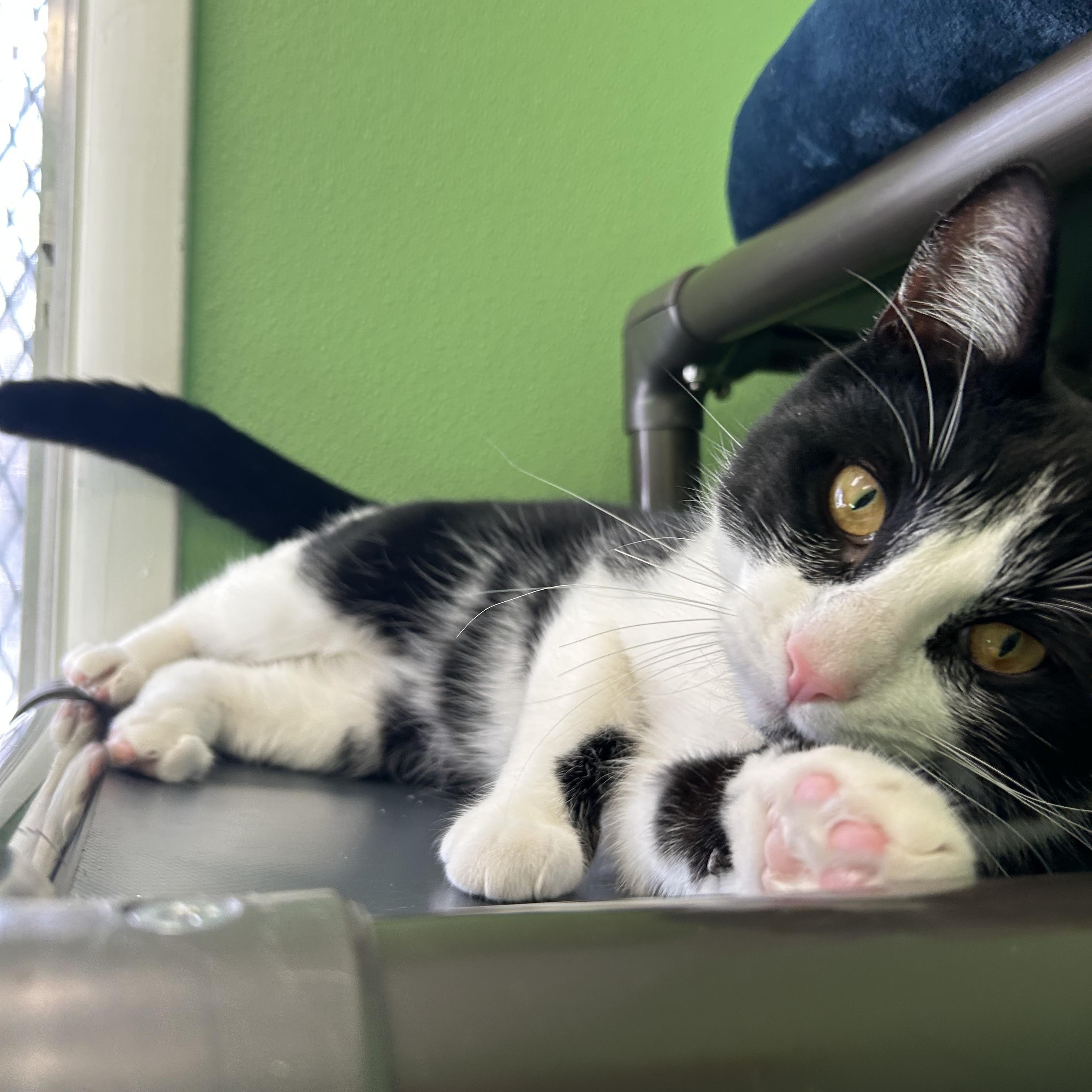 Enlarge Prince, a Adoptable mixed breed in Greenbelt, MD image 1/6