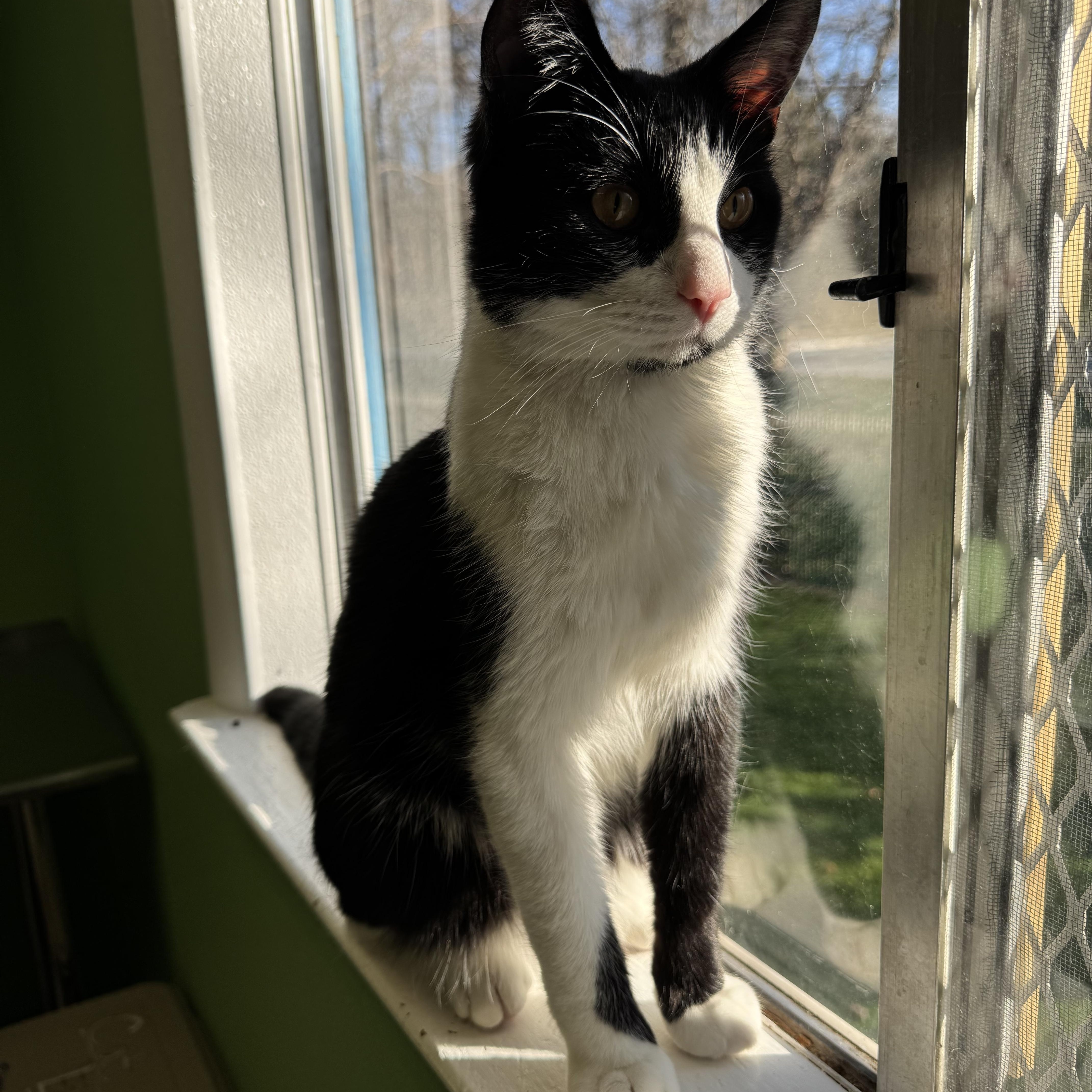 Prince, a Adoptable mixed breed in Greenbelt, MD image 3/5