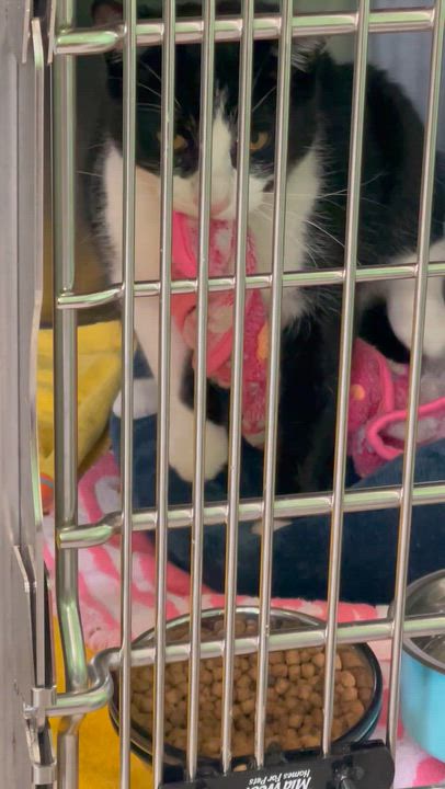 Enlarge Prince, a Adoptable mixed breed in Greenbelt, MD video 5/5